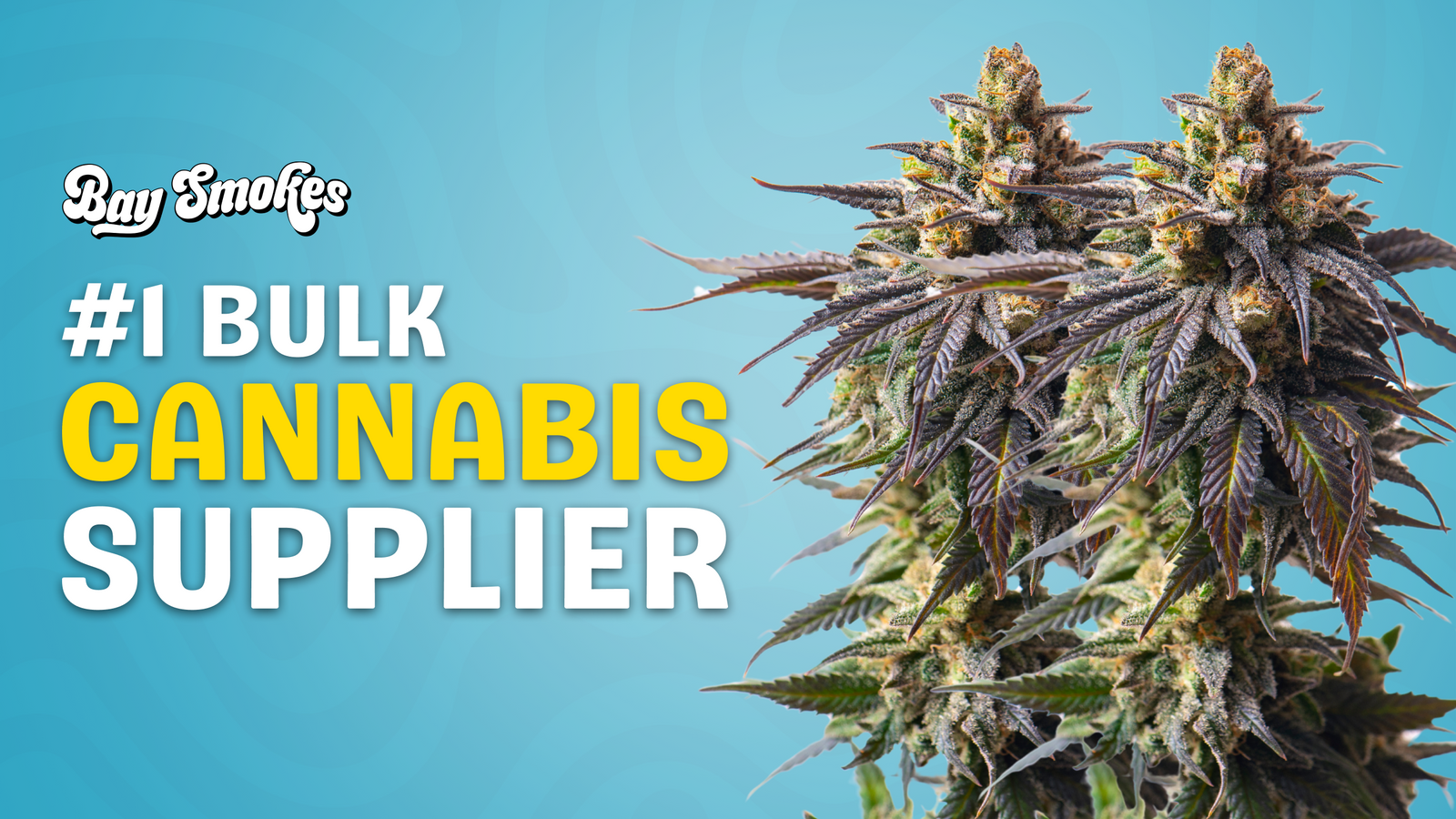 BulkBaySmoke — #1 Bulk Cannabis Supplier