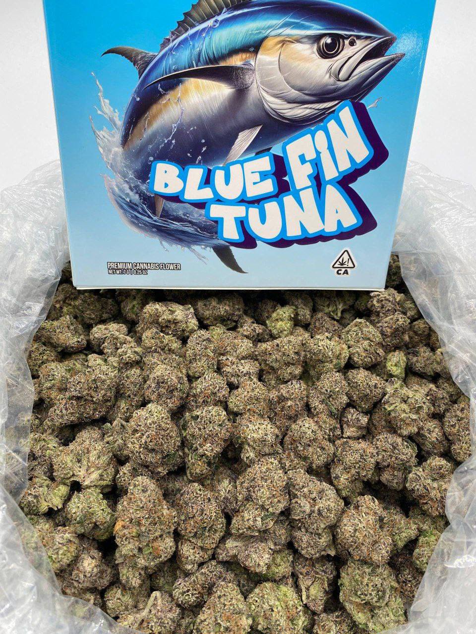 Blue Fin Tuna