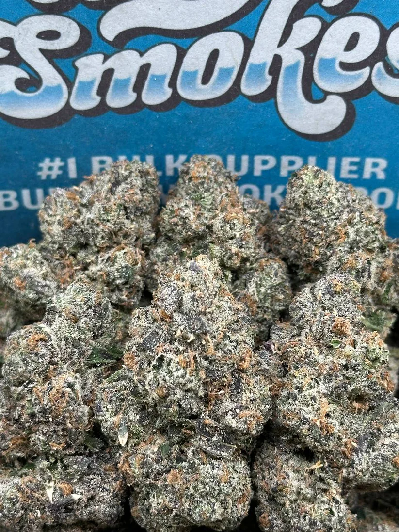 Stankasaurus (Indica)