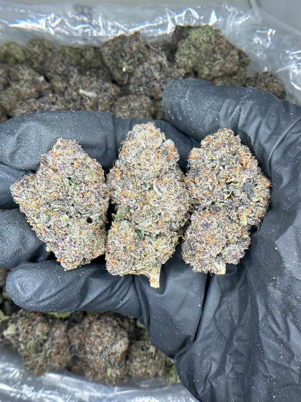 Exotic Passion 🥭