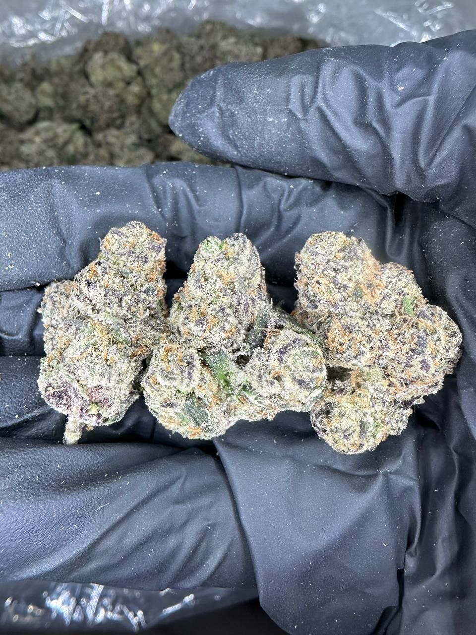 Cherry Popperz 🍒 (TERP)