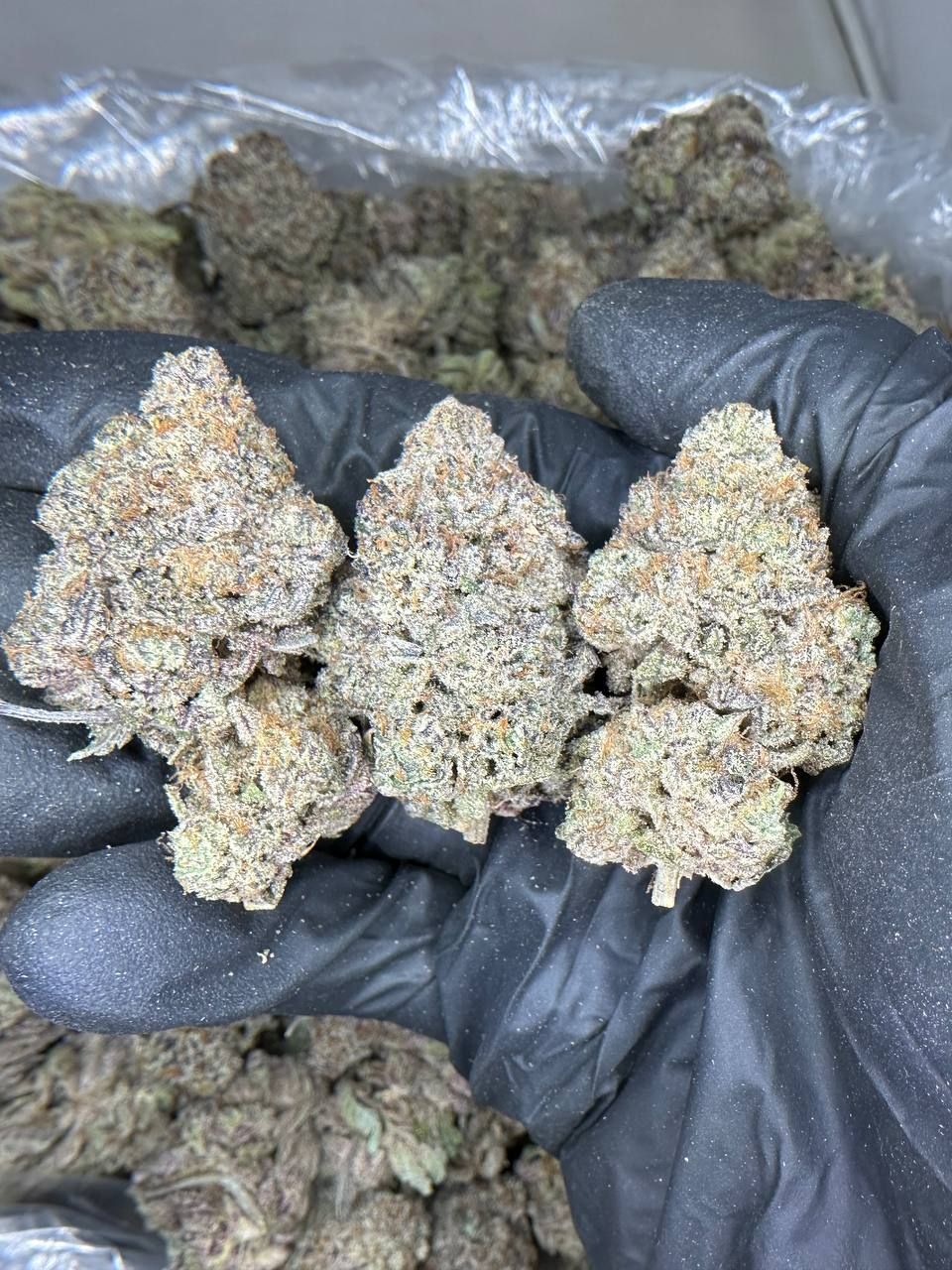 Gelato Crush 🍧