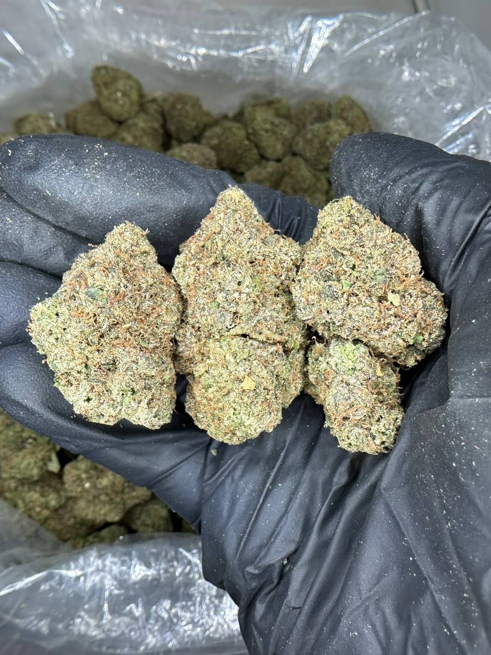 Buddha Gelato 🍧