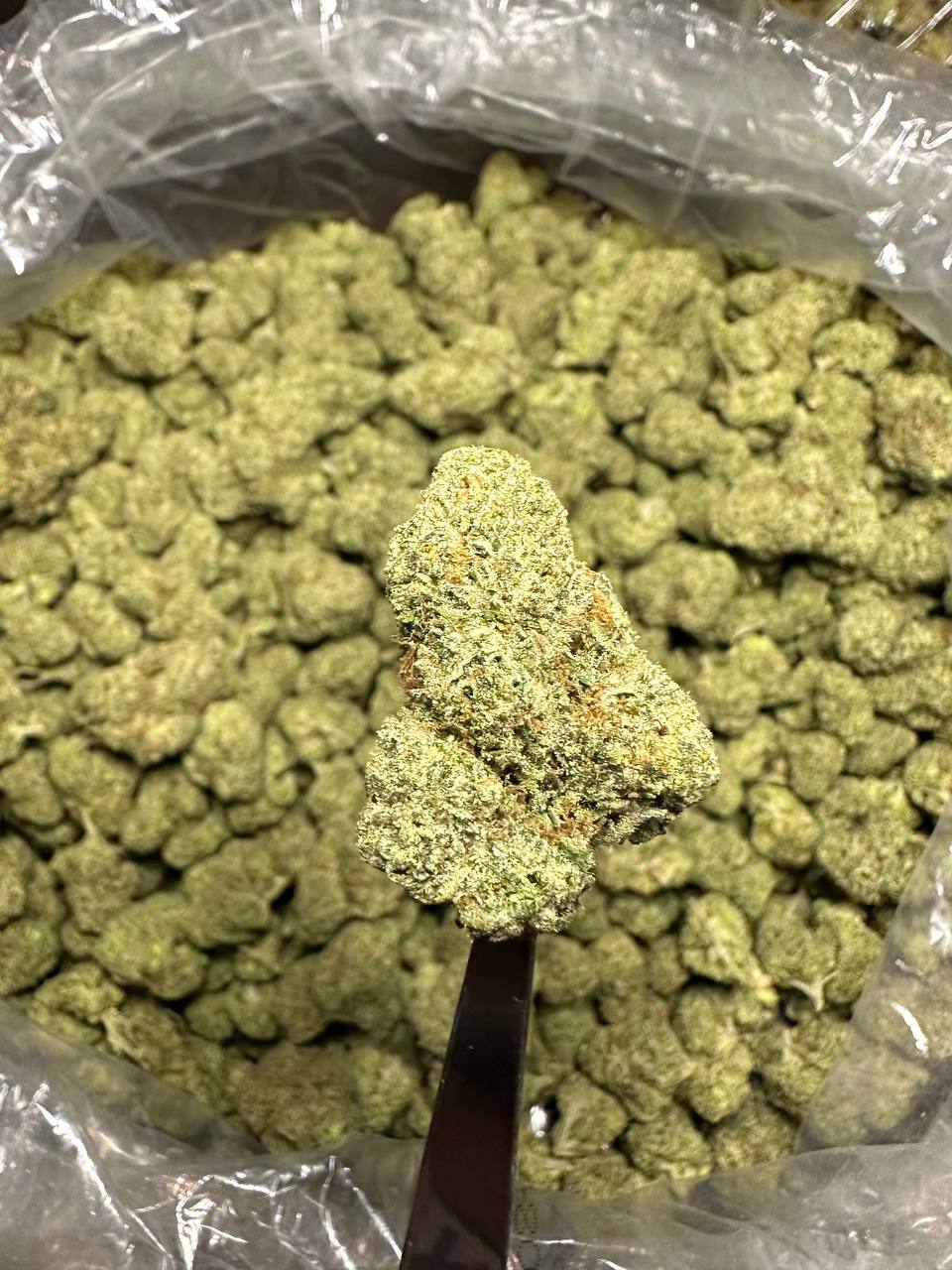 Lemon cherry