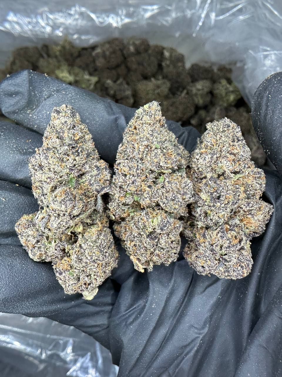 Gelato Runtz
